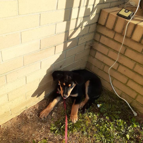 petshome%2Fadverts%2FGmJ7OkJTm9OkW3a8qZC8%2Fmain image