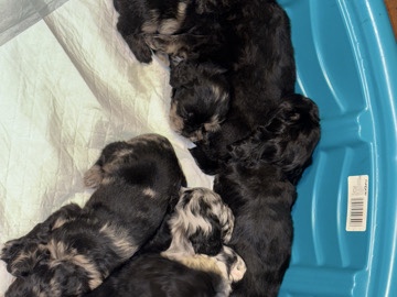Cockapoo – Perfect Puppies – West Palm Beach