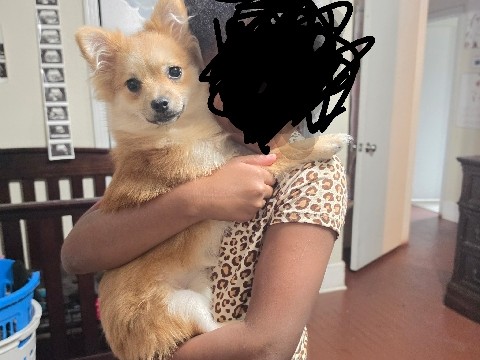 Pomeranian – caramel latte – San Antonio