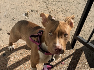 American Pit Bull Terrier – Dog Rehoming – Bellflower