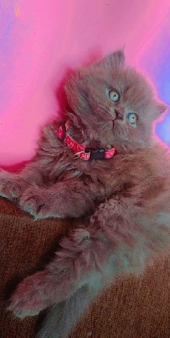 Persian (Modern) – Persian cat