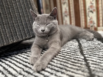 British Shorthair – Britse kort haar kat – Heusden-Zolder