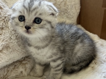 Oreo. purebred Schottish Fold 