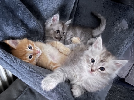 Maine Coon – Traumhafte Maine-Coon-Kitten suchen dich 🐾💕 – Essen
