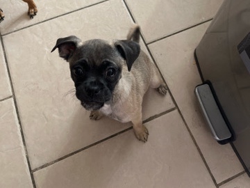 Chugs (Chihuahua and pug mix)