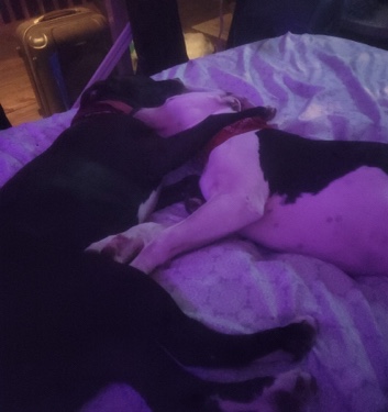 Bullmastiff – Beautiful brother and sister Rescued