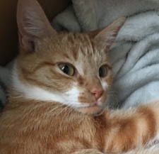 American Shorthair – Pretty purrfect!