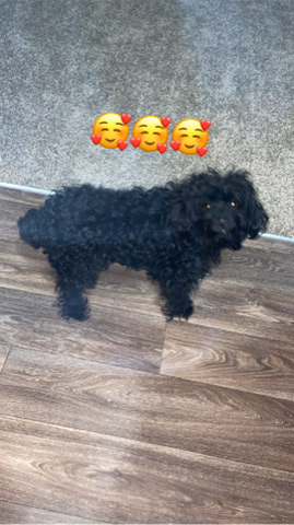 mini poodle