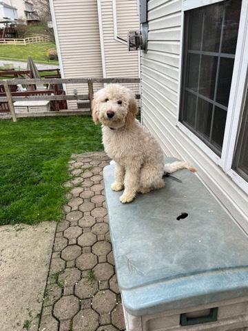 AKC Goldendoodle