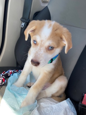 Siberian Husky – husky mix puppy