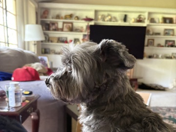 Lhasa Apso – free to a good home! – Saint Louis