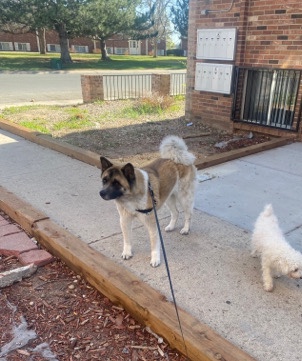 petshome%2Fadverts%2FGnv35IPRsPy5KnmJjY2W%2Fmain image