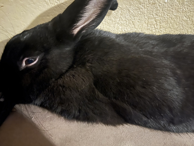 European Rabbit – Nampa