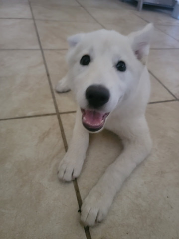 Siberian Husky – puppy needs new home