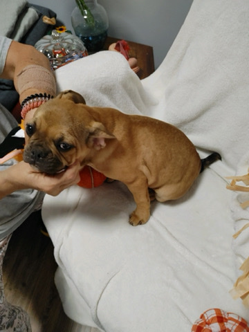 French Bulldog – French bulldogs