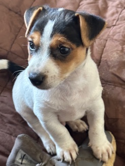 Jack Russell Terrier – Jack Russell puppies