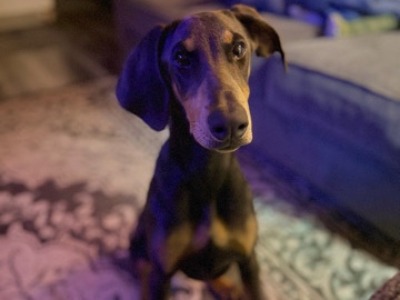 Doberman Pinscher – Friendly 6-Month-Old Doberman Pinscher for Sale in Saint Cloud – Saint Cloud