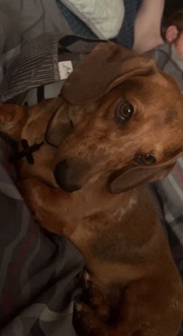 Dachshund – re-homing weenie
