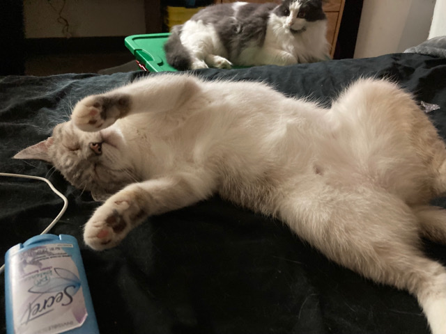 rehousing snowball