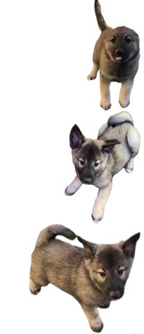 Norwegian Elkhound – Norwegian Elkhound Full Breed Puppies