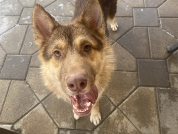 German Shepherd – Siberian Husky – Moreno Valley