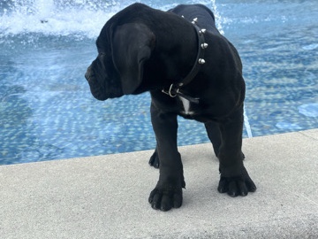 Perro de Presa Canario – Presa Canario Pups – Alpharetta