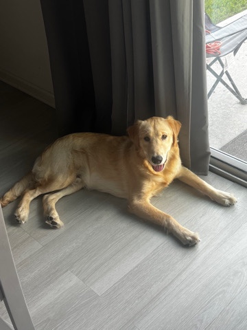 Golden retriever