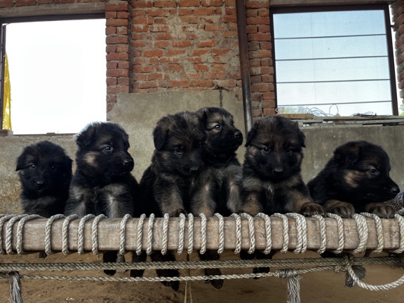 German Shepherd – German Shepherd Double Coat – Mahendragarh