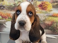 puppies basset hound 