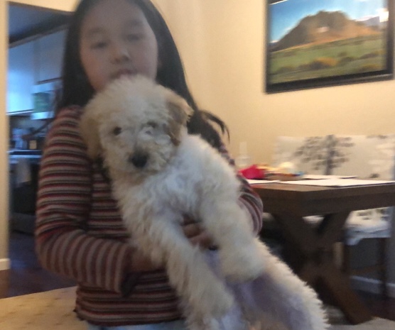 Poodle – mini aussiedoodle puppy