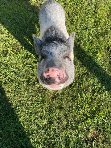 Pig for free to new home