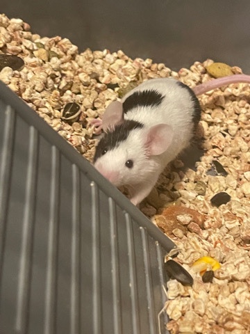 Mouse for sale