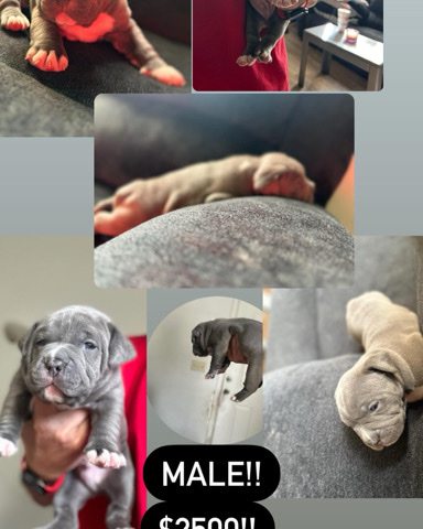 bull – mico bully puppies for sale got 3 total 1 male and 2 females!!