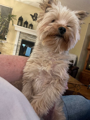 Yorkshire Terrier – Yorky For Sale – Chula Vista
