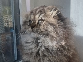 British Longhair – Fold Kittens – Surrey