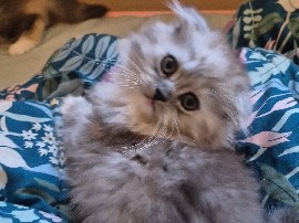 British Longhair – Fold Kittens – Surrey