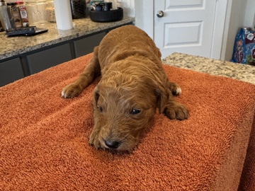 Goldendoodle – NOTICE: Super Cute GOLDENDOODLES for Adoption! – Houston