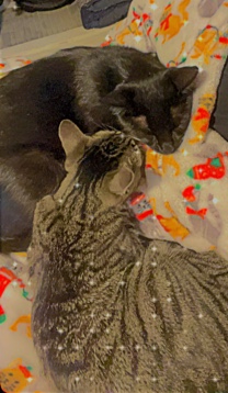 Zeus and Elle