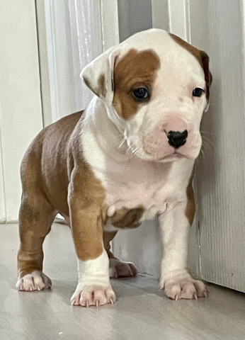 American Bulldog – stunning Xl bullys for sald