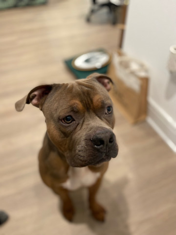 American Pit Bull Terrier – American Bully