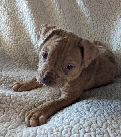 Olde English Bulldogge – olde English bulldog puppy 2