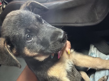 German Shepherd – 8 week German shepherd – Atlanta