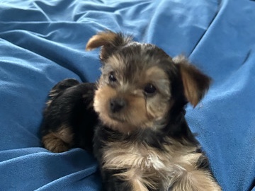 Yorkshire Terrier - Rare and Exotic Color Yorkies  available for adoption in Greensboro