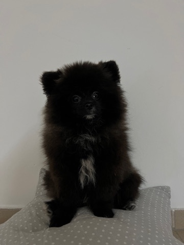 Pomeranian – Pomeranian spitz