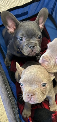 French Bulldog – French bulldog
