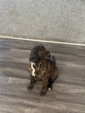 Perro de Presa Canario – puppy for sale