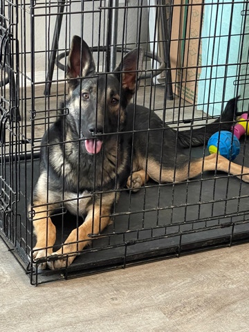 German Shepherd – selling
