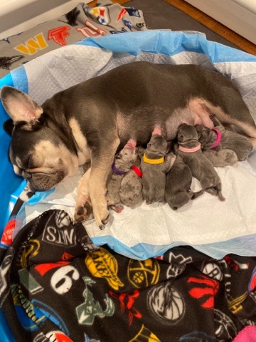 French Bulldog – exotic french bulldogs