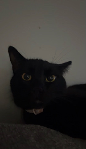 free cat