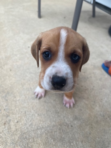 Puppies need a new home( THIS is LUCKY)